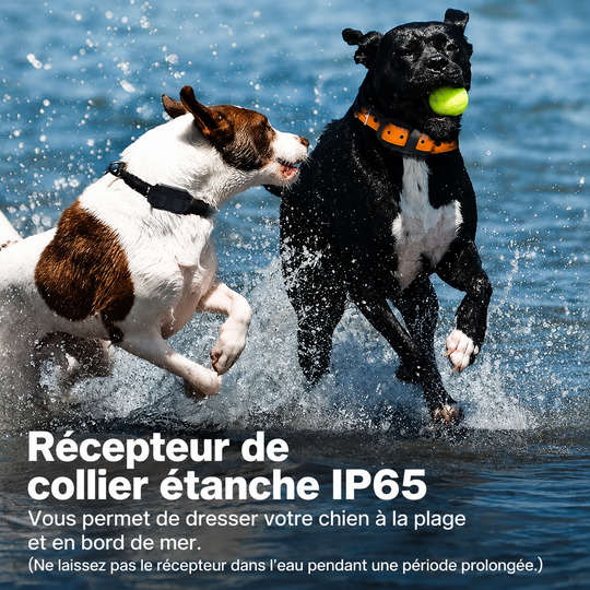 Collier Électrique de Dressage pour Chien avec Télécommande Étanche