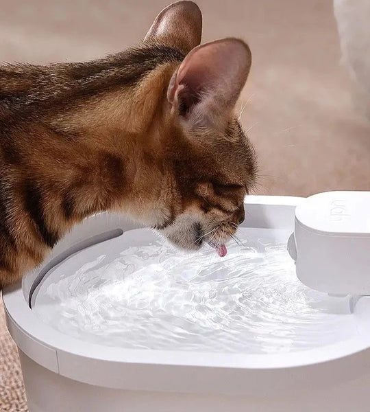 Fontaine à eau pour chat avec capteur intelligent
